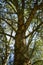 Holm oak bark Acorn tree on a sunny day.