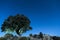 Holm oak with blue sky and stars