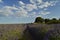 Holm Oak Forest Next To Rows Of Lavender With A Sky With Lovely Clouds In A Brihuega Meadow. Nature, Plants, Odors, Landscapes.