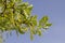 holm oak in front of blue sky