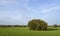 Holm oak in a green meadow