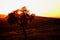 Holm oak on a hill under the sunlight during the sunset in Andalusia, Spain - great for wallpapers