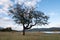 Holm oak isolated on natural background