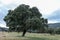 Holm oak isolated on natural background