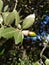 Holm oak leaves and corn