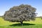 Holm oak in meadow against blue sky