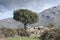 Holm Oak next to the stone wall