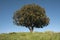 Holm oak , Quercus ilex