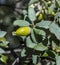 Holm Oak, Quercus ilex subsp. rotundifolia