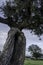 Holm oak with sunset and blue sky.