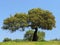 Holm oak tree