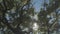 Holm oak tree with brown branches and green leaves with sunlight shining through the leaves on a sunny day with blue sky in Spain