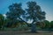 holm oak tree in an urban park