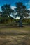 holm oak tree in an urban park , quercus ilex