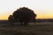 Holm oaks and cork oaks in dehesa de Extremadura at sunset