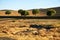 Holm oaks in the Extremadura pasture