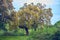 Holm oaks in spring with sunset light