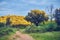 Holm oaks in spring with sunset light