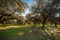 Holm oaks at sunset in a meadow