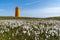 Holmsberg Lighthouse, an orange light house on the Reykjanes Peninsula in Iceland. Cotton grass in front of the landmark