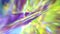 Holographic Abstract Multicolored Unicorn Background Overlay, Rainbow Pink Purple Yellow Light Leaks Prism Colors