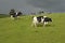 Holstein black and white cows