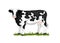 Holstein Black and white patched coated cow