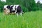 Holstein black and white spotted milk cow standing on a green rural pasture, dairy cattle grazing in the village