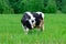 Holstein black and white spotted milk cow standing on a green rural pasture, dairy cattle grazing in the village