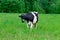 Holstein black and white spotted milk cow standing on a green rural pasture, dairy cattle grazing in the village