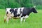 Holstein black and white spotted milk cow standing on a green rural pasture, dairy cattle grazing in the village