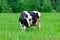 Holstein black and white spotted milk cow standing on a green rural pasture, dairy cattle grazing in the village