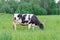 Holstein black and white spotted milk cow standing on a green rural pasture, dairy cattle grazing in the village