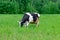 Holstein black and white spotted milk cow standing on a green rural pasture, dairy cattle grazing in the village