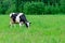 Holstein black and white spotted milk cow standing on a green rural pasture, dairy cattle grazing in the village with copy space