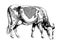 Holstein breed, graphic illustration