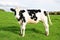 Holstein Calf