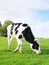 Holstein Calf