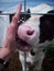 Holstein Calf Licking Hand