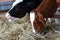 Holstein calf licking lips while calf beside eats hay