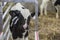 Holstein calf newborn waiting in entrance of automatic milk feeder.