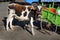 Holstein calf next to a green cart