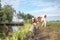 Holstein calf next to a river, on the bank of a ditch, from the side, full-on, colorful poetic scene