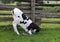 Holstein calf playing in the grass