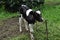 Holstein calf on summer