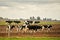 Holstein cattle in a farm