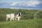 Holstein cattle grazing in the fields