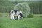 Holstein cattle grazing in a pasture