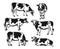 Holstein cattle silhouette set.