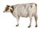 Holstein cow, 4 years old, standing